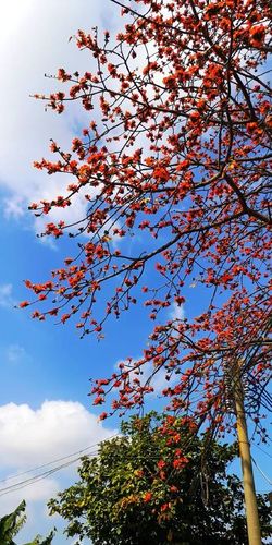 陵园西啦   可以说只要你上街走两步   随手一拍总有一棵木棉在你身边