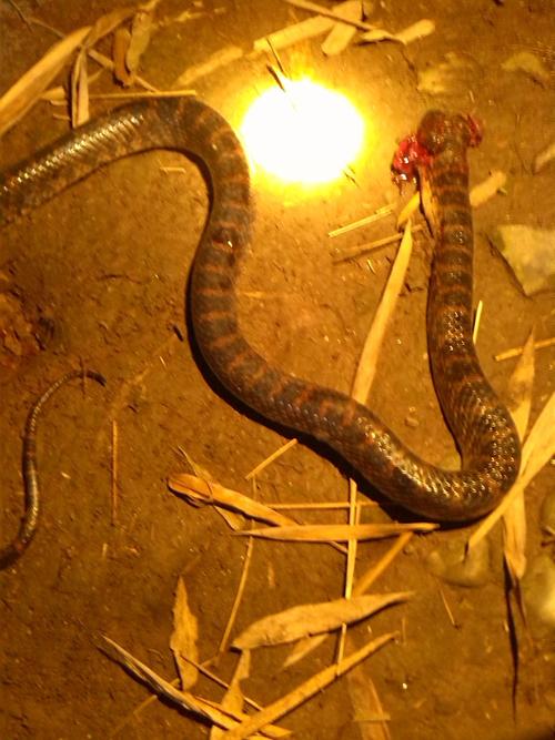 请问这是什么蛇 有毒吗 在四川仁寿