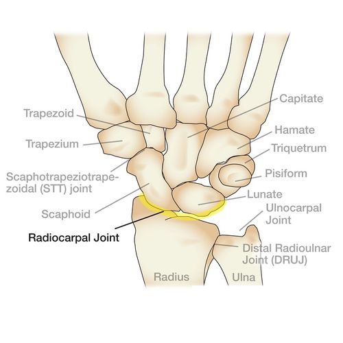 由 a data-lemmaid="1657254">桡骨 /a>下端腕关节面和尺骨下方的关节