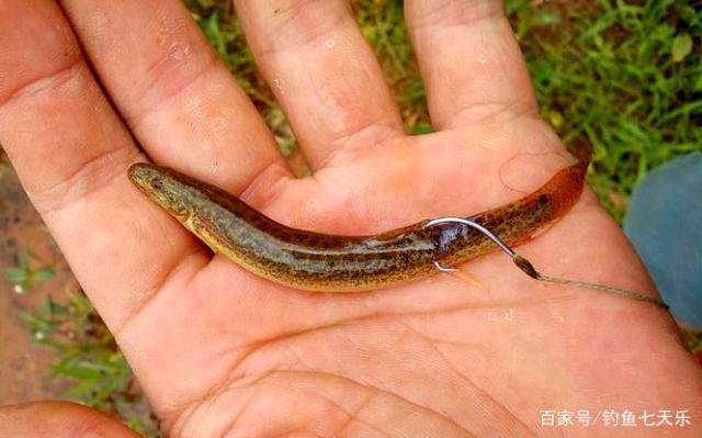 路亚比赛中被质疑使用"泥鳅"作钓,夏利俊回击:有人想黑我