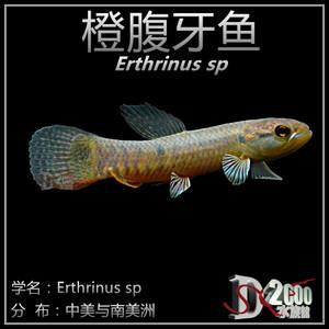 七彩牙鱼