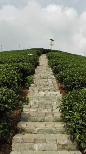美丽昭平之~大脑山林场——走进美丽茶园【南山茶海】