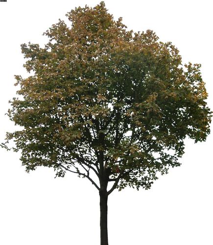 植物景观树 后期ps植物素材