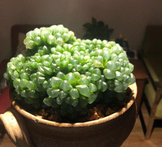 玉露爆盆没有那么难,看看别的花友养的玉露,都是群生