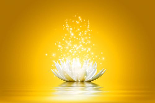 求像这样批过的莲花图片.