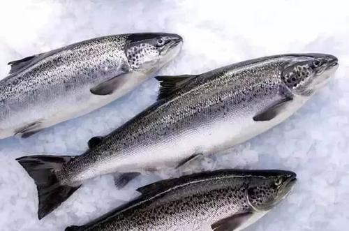 常见的鲑鳟鱼有哪些 尽管整个鲑科种类很多,但实际上,真正有经济价值