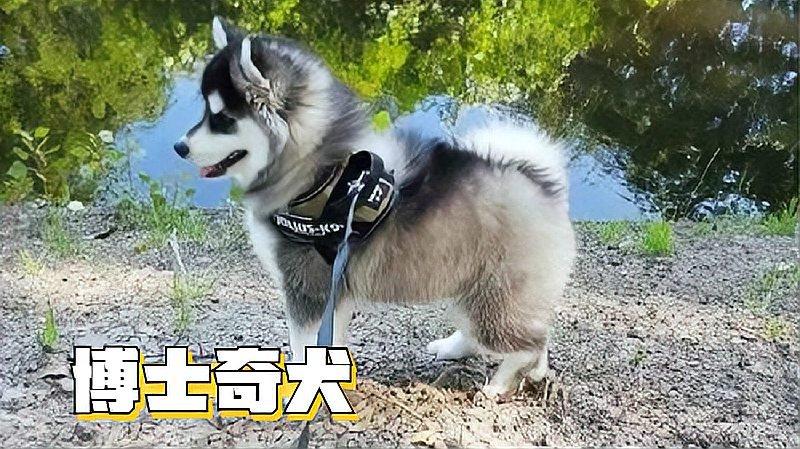 二哈与博美的结晶犬种博士奇萌翻众人的它快来了解一下