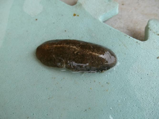 像是扁了的鼻涕虫,但身子还比较结实