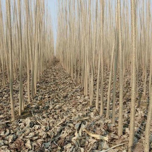 山东聊城茌平县107速生杨 精品 基地直发货源稳定 可实地考察场长期
