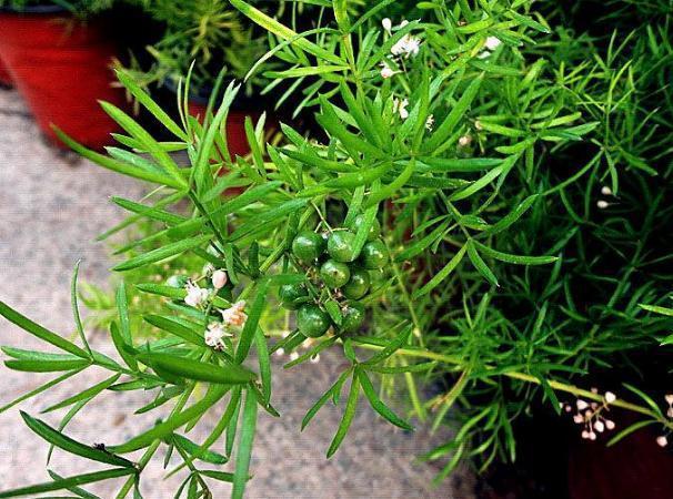 天门冬亩产值数万神话破灭农民只种自己吃原因生长期长