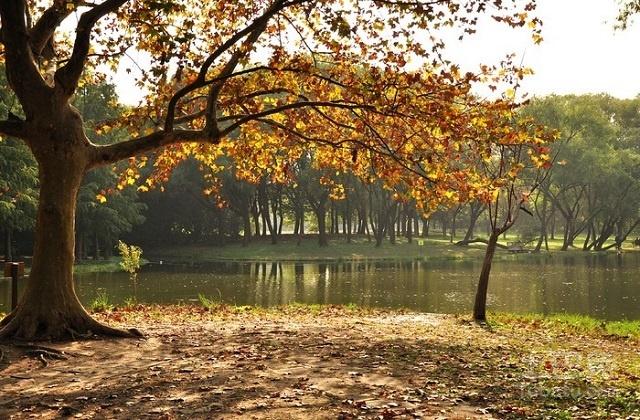 作品中,特别是在诗歌中,"梧桐"一词屡见不鲜,无论是李清照的梧桐细雨