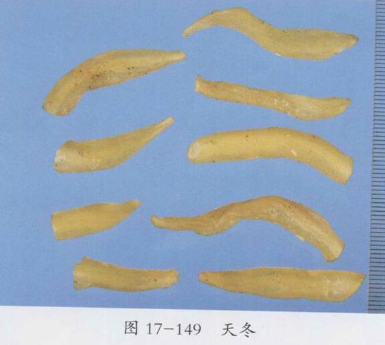 天门冬的功效与作用及禁忌,中药天冬图片