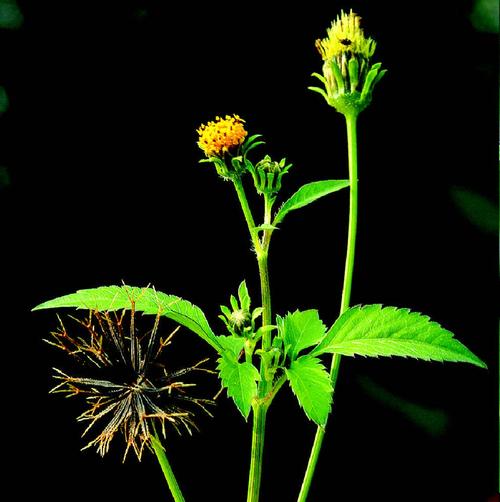 鬼针草-药用植物花谱-图片