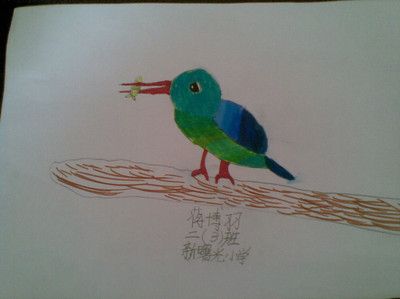 帮我查一下画翠鸟的手抄报 鸟的手抄报-蒲城教育文学网