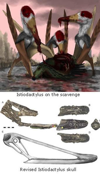 阔齿帆翼龙为食腐动物