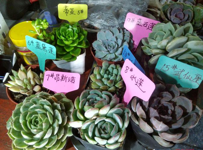 多肉植物叶片叶插自选玉树水莲信东尼丸叶松绿蓝苹果红手指丹尼尔