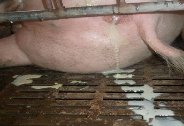 别怕,绝招在这!母猪难产的处理方法,快收藏吧