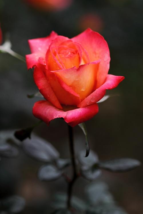 【月季花摄影图片】人民公园生态摄影_太平洋电脑网