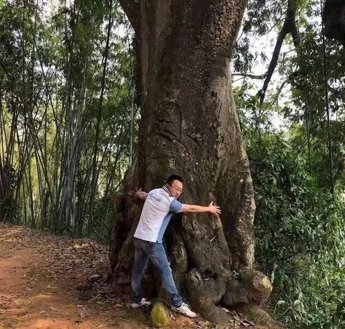 世界上最毒的树被傣族人发现了它的毒性到底能有多强