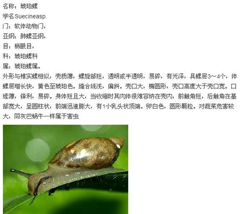 展开全部 琥珀螺
