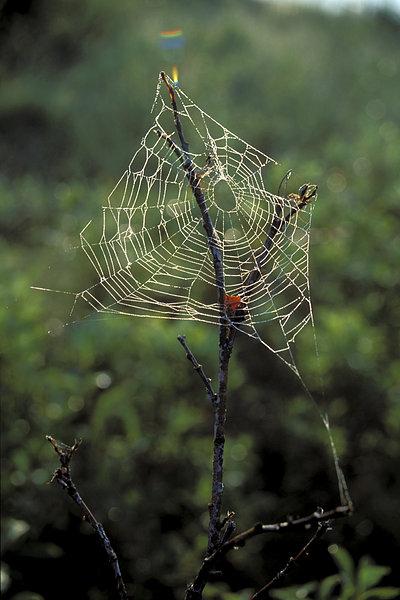 蜘蛛网图片_图片大全