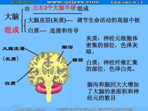 大脑皮层 (灰质) 大脑皮层(灰质)---- 调节生命活动的高级中枢 白质