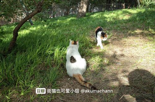 北海公园的两只猫咪