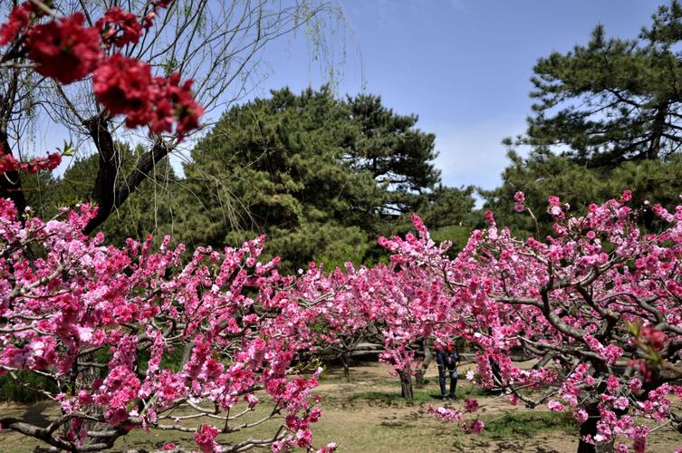 北京植物园桃花节