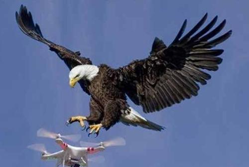 原创美国国鸟白头海雕,品行恶劣,还强抢人类小孩,成唯一被捕杀国鸟