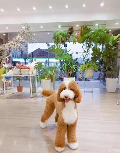 巨贵幼犬贵宾犬纯种巨型红白花大泰迪犬幼犬活体大型家养宠物狗狗