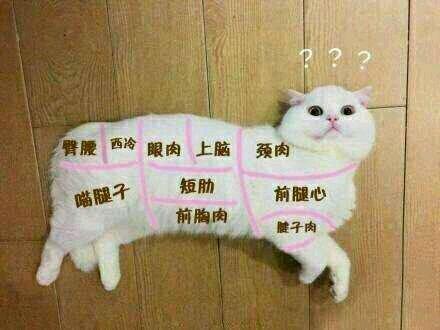 狗肉比猫肉好吃这个地方一年能吃掉超400万只猫