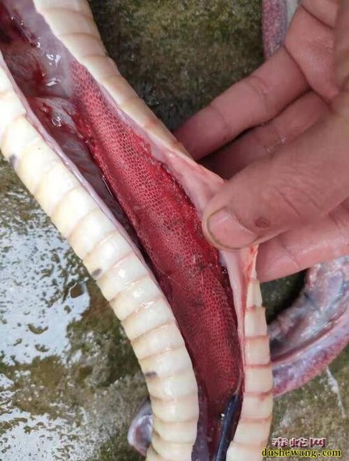 图说养蛇蛇内脏大量白色颗粒状异物解剖诊断图