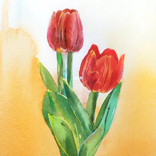 水彩郁金香教程过程图及线稿