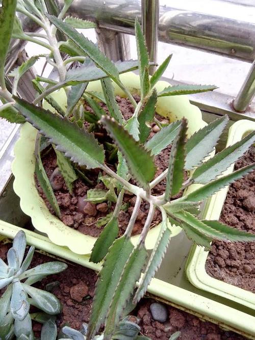 锯齿状,肉肉的叶子,啥植物?