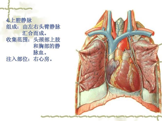 纵隔【人体解剖】