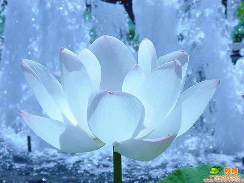 博友网友昵称随赋专辑之四十(冰山雪莲)