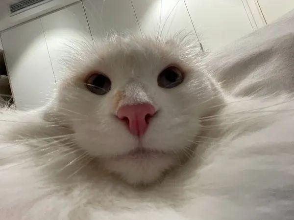 为什么你家猫长着长着就变丑了?