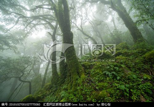 薄雾中的原始森林,森林植被,自然风景,摄影,汇图网www.huitu.com