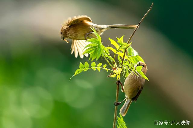 活泼可爱的小鸟—棕头鸦雀,是一种非常可爱的鸟类
