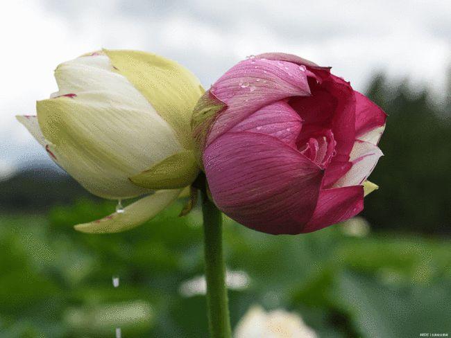 而专家称:双色"并蒂莲"花姿奇特,花色娇艳,为全球首次出现,但不可能是