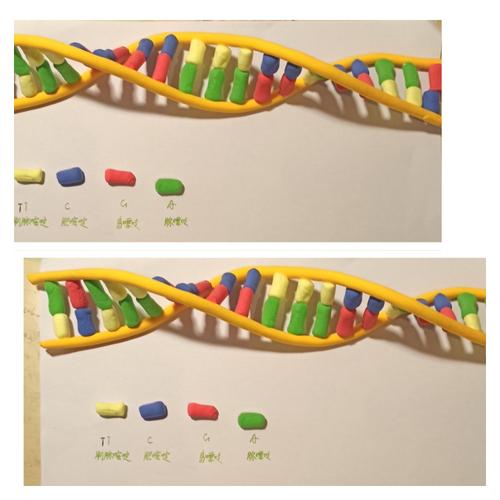 探寻生物结构之妙——学紫高一(1)dna模型创意制作show