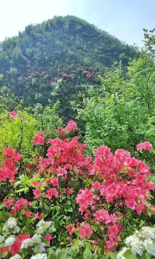 杜鹃花映山红遍