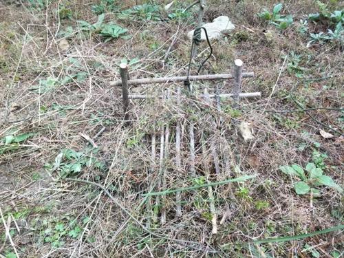 一学就会这个简易的原始陷阱小到斑鸠大到野猪统统能捕获