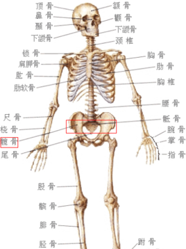 请问胯确实位置在哪里,谢谢各位指教