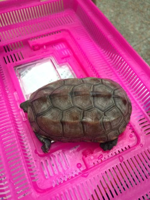 请问这是什么龟 水龟 ?旱龟? 如何饲养 吃什么