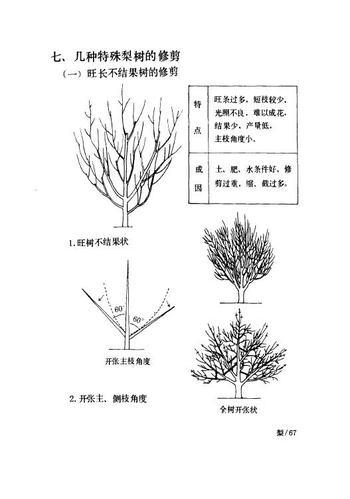 七,几种特殊梨树的修剪