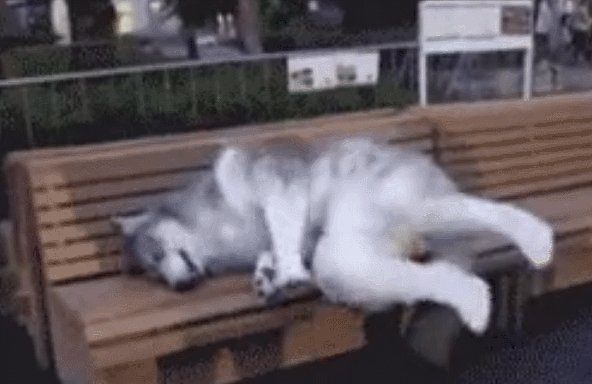 哈士奇瘫软在公园沙发上,二哈:累成狗!