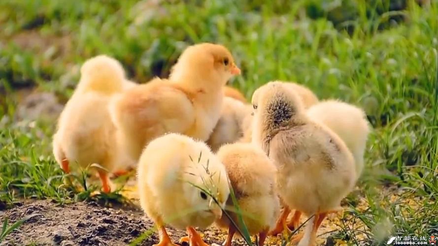 一窝小鸡动物拍摄png格式免费无水印ppt背景海报图形设计素材图