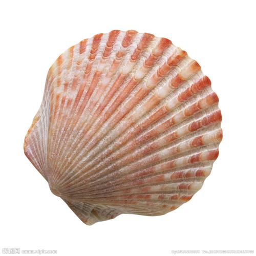 贝字的日语怎么读?