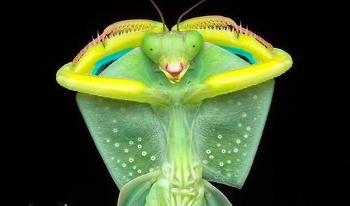 原创24张罕见螳螂照片这些都是地球生物么怎么和平时看到的不一样